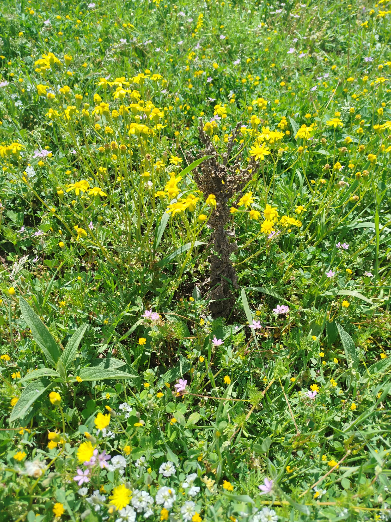 Erenköy Doğal Kır Üçgülleri ve Çiçek Florası